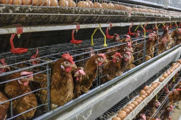 Layer hens