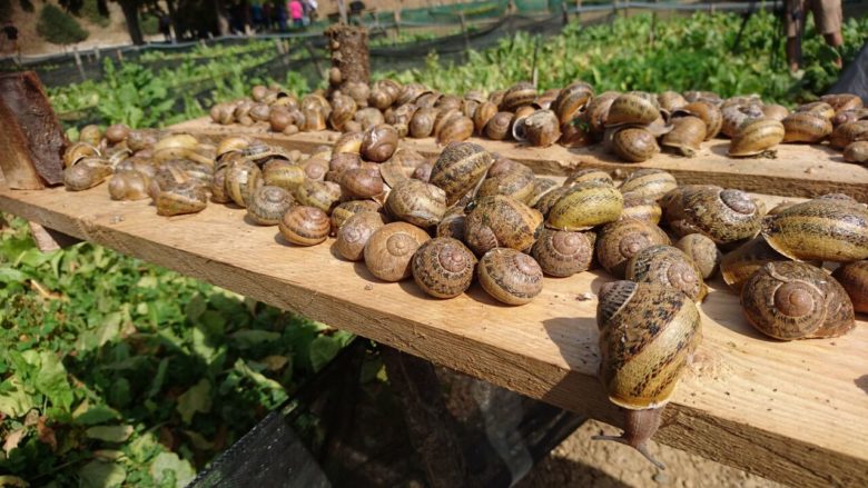 Snail farm