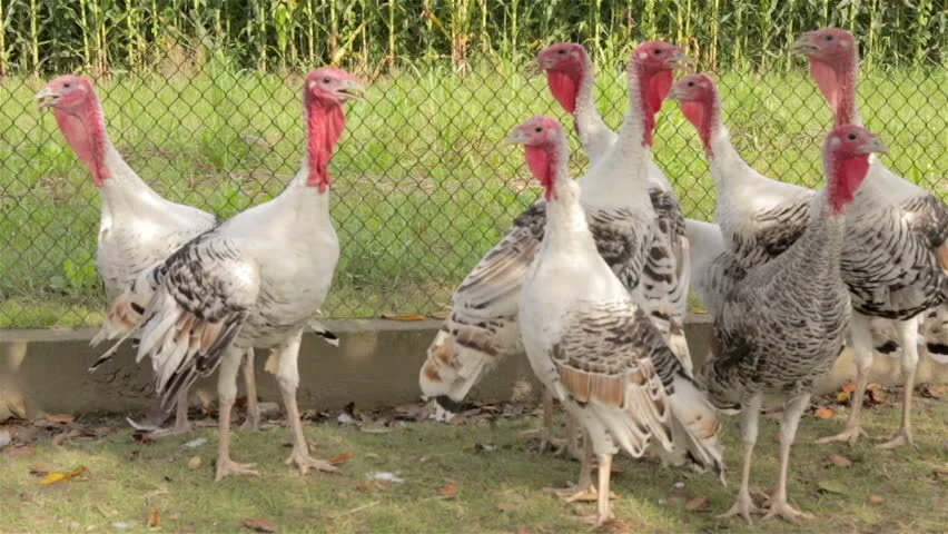 Turkey unit