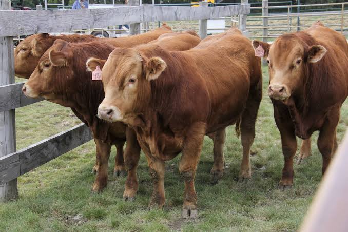 Cattle unit