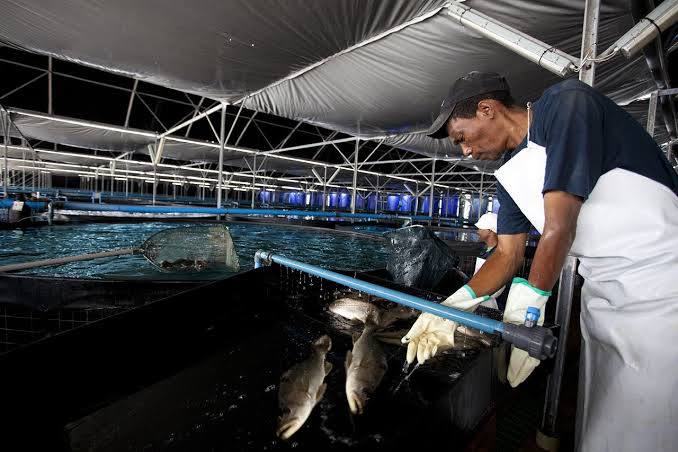 Fish farm
